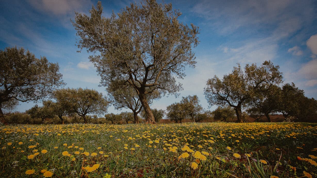 olive-oil