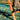 Person on a ladder picking olives from a cloth spread on the ground in an olive grove.